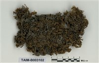 藏品(灰苔屬)的圖片